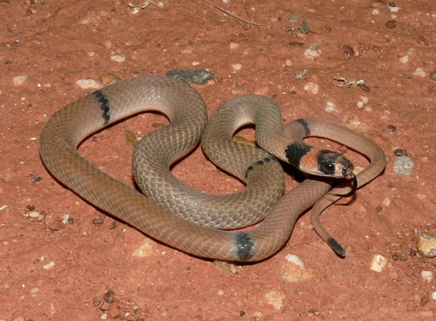 Outback Prospecting Comes With Surprises